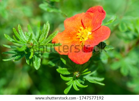 Potentilla  Fruticosa Red Ace a summer flower plant known as cinquefoil