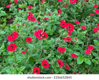 Potentilla 'Gibson's Scarlet' (Red Cinquefoil) flowering in summer