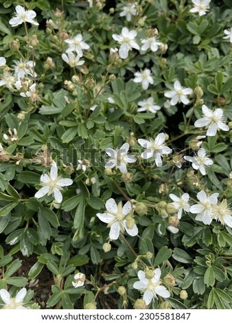 Potentilla tridentata 'Nuuk', perennial plant with white blossoms