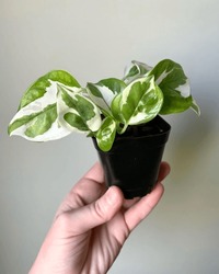 N’Joy Pothos Is So Cute! It’s Been A Bit Of A Slow Grower But It’s Starting To Grow A Bit Faster Now
