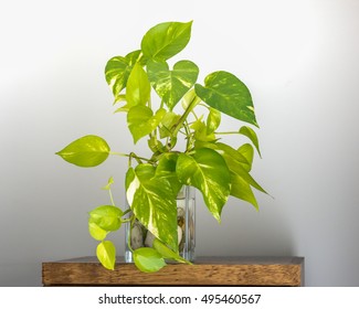Pothos in a glass on woodent table with white background