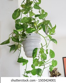 Pothos Money Plant With Lush Green Foliage Hanging From A Ceramic Planter