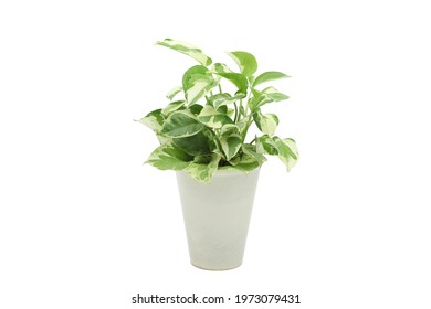 Pothos Pearls And Jade Devil Ivy Plant In White Pot With White Isolated Background