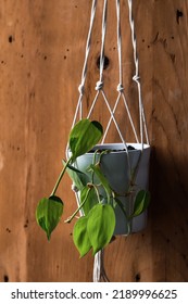 Pothos Plant In Macrame Plant Hanger Against Wooden Background