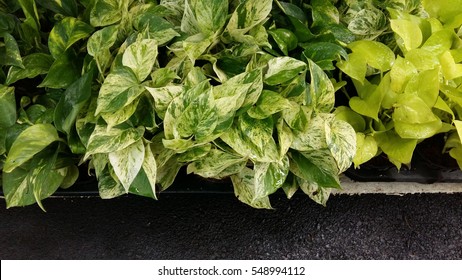 Pothos Plant In  Pot 