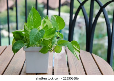 Pothos (Scindapsus Aureus Eagler) In Vase