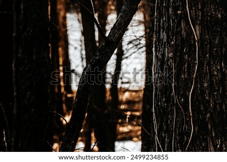 Potomac River through Foreboding Trees