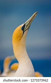 Potrait Of Beautiful Australasian Gannet In Hastings, NZ