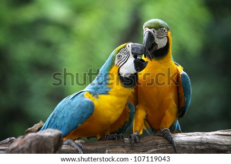 The potrait of Blue & Gold Macaw concept love