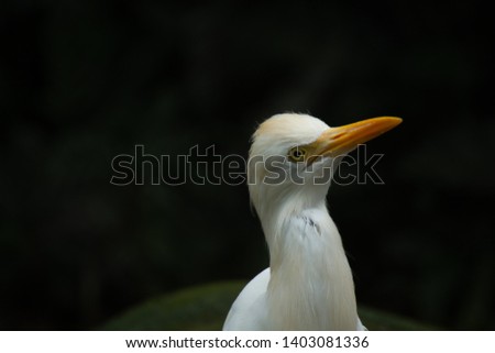 potrait of cattle egret (Bulbulcus ibis) with copyspace