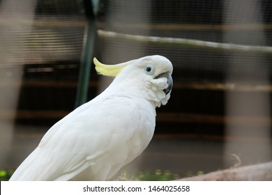 18++ Burung kakak tua jambul kuning terbaru