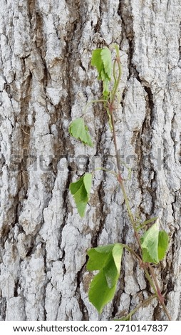 (potrait) Close-up texture of a tree trunk with small green vines growing on the rough bark, capturing natural detail and organic patterns in a forest setting.