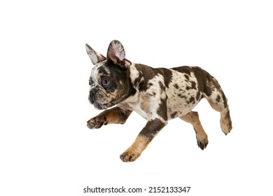 Potrait Of Cute Puppy, Dog, French Bulldog Jumping, Running, Playing Isolated Over White Studio Background. Playful Pet. Concept Of Domestic Animal, Pets, Vet, Friendship. Copy Space For Ad, Design