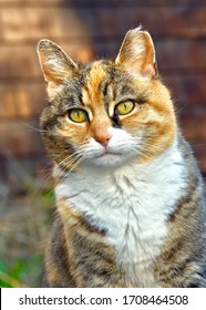 Potrait of a feral orange, black and white tabby cat with a clipped ear indicating that the animal has been spayed or neutered.  Closeup.