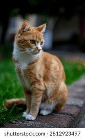A potrait of a ginger cat