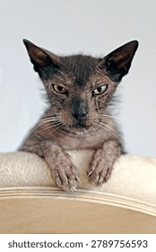 Potrait of grumpy werewolf cat siting on a cat bed and looking displeased to the camera. Vertical image.