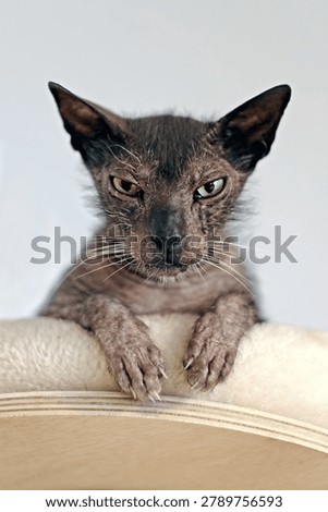 Potrait of grumpy werewolf cat siting on a cat bed and looking displeased to the camera. Vertical image.