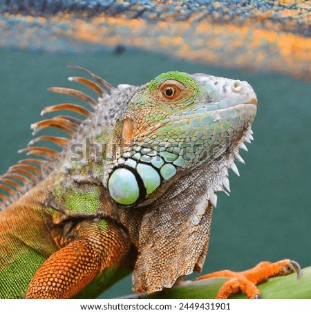a potrait of iguana with the head tilted back