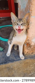 A potrait image of Terror cat
