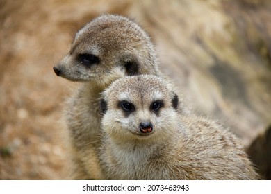 Potrait of meerkats, captive animal