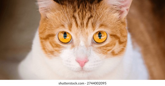 potrait of an orange cat