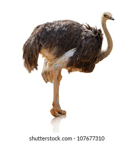 3,203 Ugly ostrich Images, Stock Photos & Vectors | Shutterstock