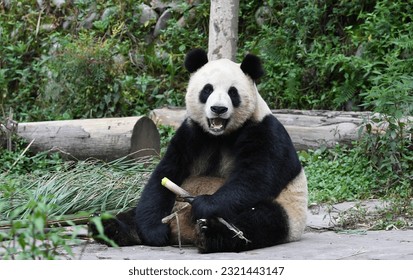 Potrait of a panda sitting on ground holding bamboo eating - Powered by Shutterstock