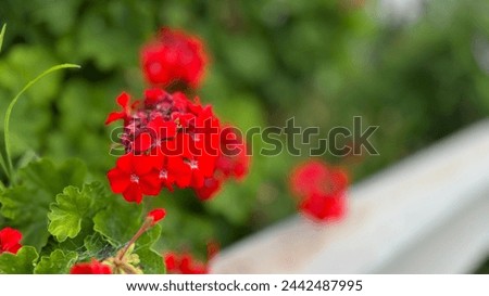 A potrait photo of a red flower in the green enviornment beside a hand rail.