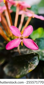 Retrato la flor Ashoka