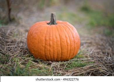 Potrait Of The Pumkin