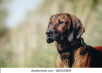 Potrait Of A Redbone Coonhound