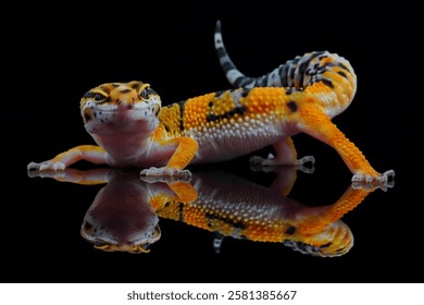potrait reflection leopard gecko on black background, 05 February 2025 Indonesia