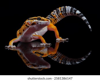 potrait reflection leopard gecko on black background, 05 February 2025 Indonesia