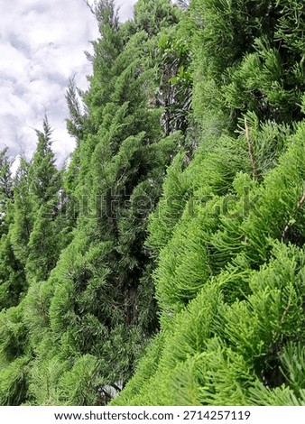 Potrait rows of green pine trees.