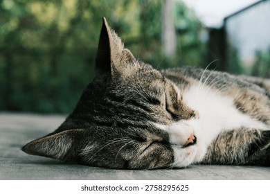 Potrait Sleeping Cat on Table 1
