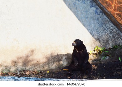  Potrait Of A Sun Bear At The Zoo's Cage.