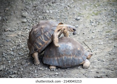 Potrait Of Two Turtles Procreate In A Zoologic Park 