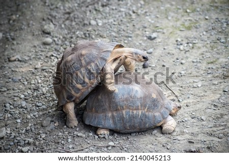 Potrait of two turtles procreate in a zoologic park 