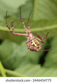 A potrait view of the spider. Spider building its web.