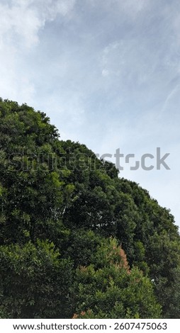Potrait view Tree and Sky