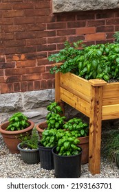 Pots Of Basil Growing In The Garden