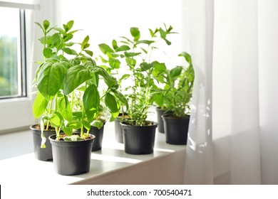 Pots with basil and rosemary on windowsill