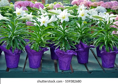 Pots Of Beautiful White Easter Lily Flowers