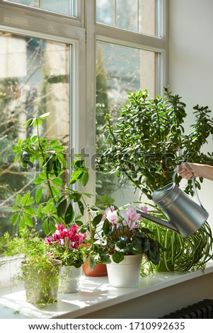 Similar – Woman makes bouquet in living room