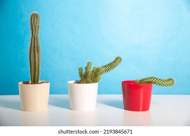 pots with different cacti on a blue background. The concept of erection in men, drugs that improve potency, viagra. Copy space for text. Sexual function