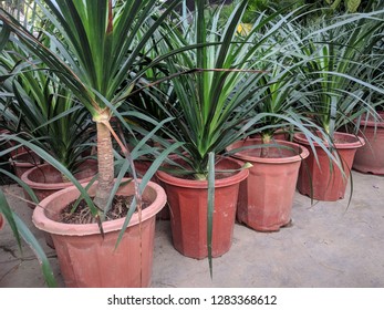 Pots Of Dragon Tree (Dracaena Draco)