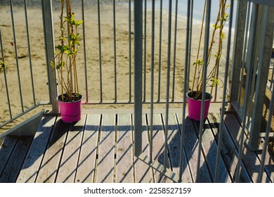 Pots of flowers near the fence, the fence on the street near the sea. A sunny day with shadows - Shutterstock ID 2258527159