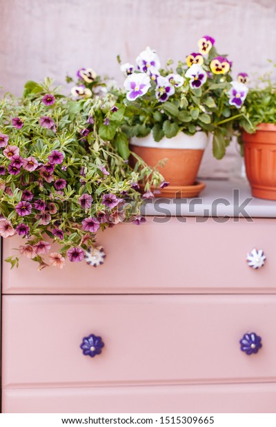 Pots Flowers On Pink Dresser Bright Stock Photo Edit Now 1515309665