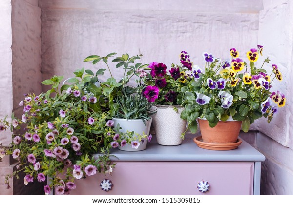 Pots Flowers On Pink Dresser Bright Stock Photo Edit Now 1515309815