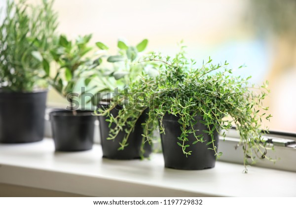 Pots Fresh Aromatic Herbs On Windowsill Stock Photo Edit Now